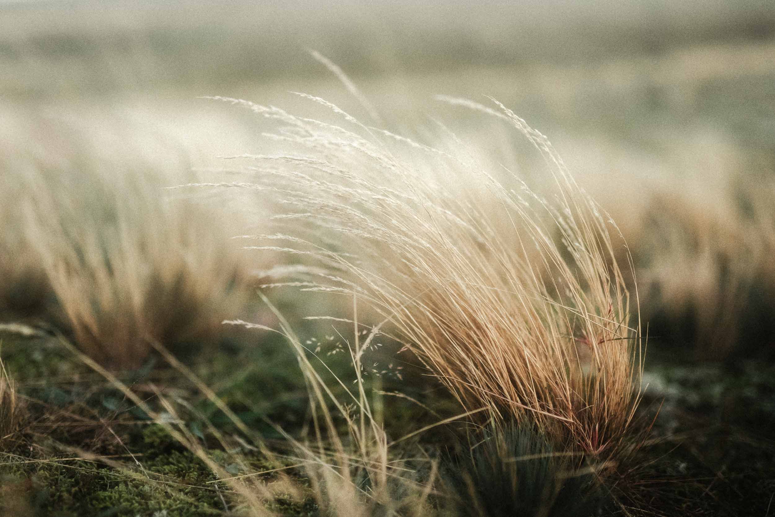 Anne Krämer, Hochzeitsfotograf Schleswig-Holstein, fotografiert eine Hochzeit in Schleswig-Holstein.