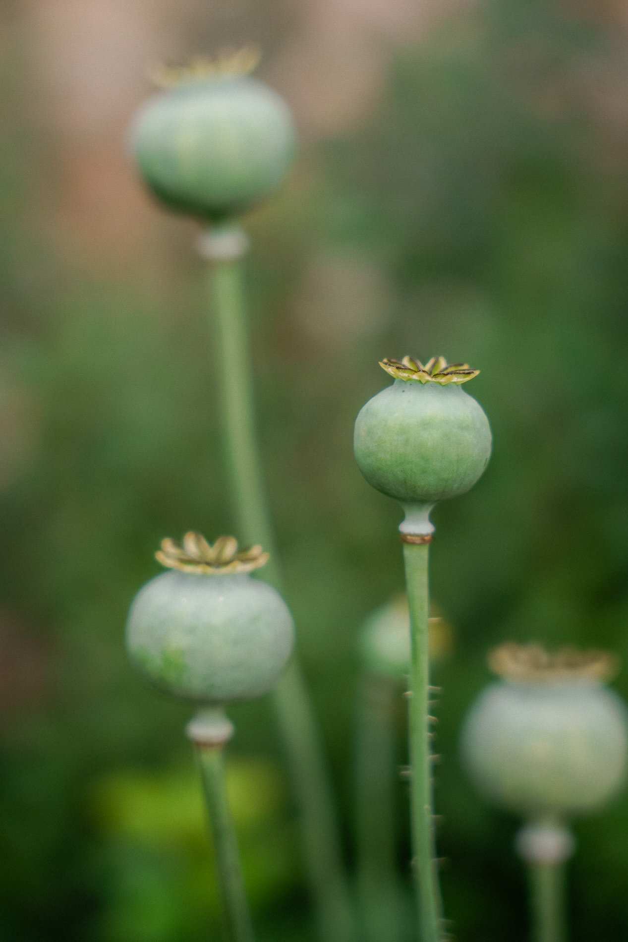 Fotografin Luebeck Anne Krämer Fotografie für Business, Hochzeit, Unternehmen und Co. von deiner Fotografin aus Lübeck, Schleswig-Holstein