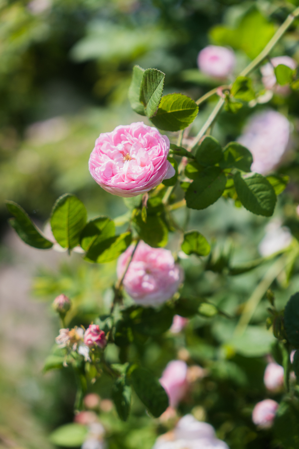 hochzeitsfotograf hamburg gutshaus alster elbe speicherstadt fotografin anne kraemer 5 &bull; Hochzeitsfotograf Hamburg,Hochzeitsfotografin Hamburg,Hochzeitsfotografie Hamburg,Hochzeit Fotograf Hamburg